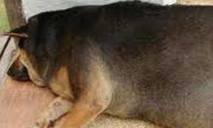 ABD'de Hayvanlar da Obez