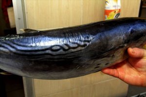 Balığın Üzerinde Allah ve Muhammed Yazıyor