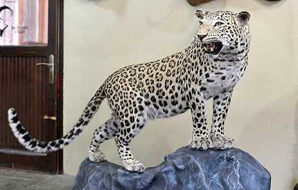 Diyarbakır'da öldürülen leopar dolduruldu