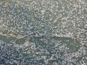 Milyonlarca Balık Telef Oldu