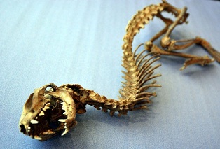 Bu iskeletin hangi hayvana ait olduğu bilinmiyor