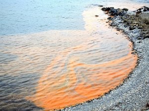 Karadeniz'deki kızıl tabakanın sebebi anlaşıldı