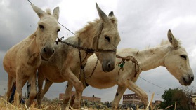 Kenya'da eşek mezbahası