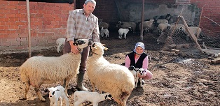 Üç kuzuyla sürü sahibi oldu