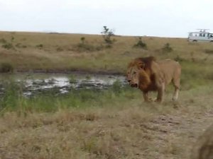 Aslanların Nefes Kesen Savaşı GALERİ