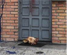 Mescide domuz kafası!