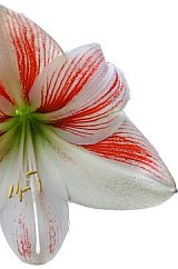 Feminizmin Evlilik Üzerindeki Etkileri