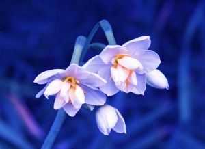 Buzlar eridi, İşte yeni canlılar-Foto