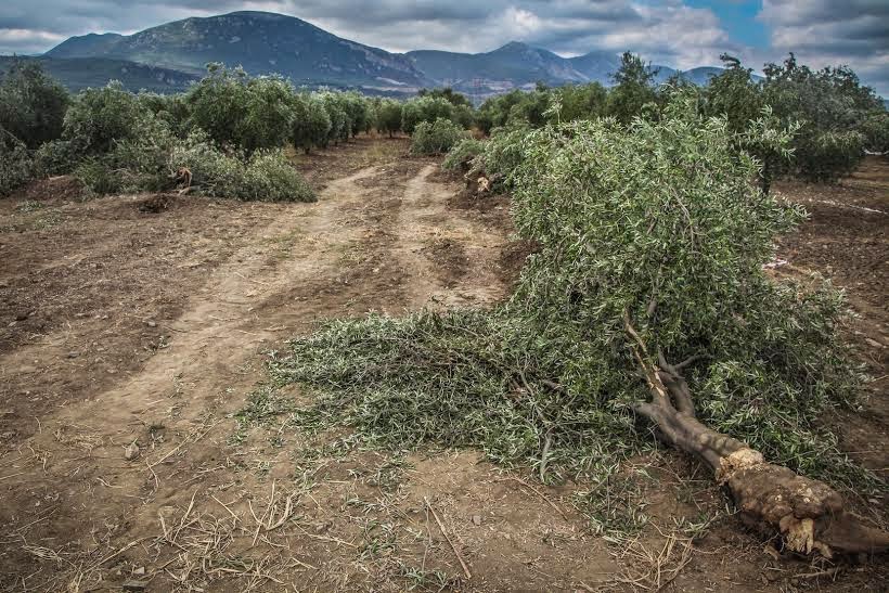 Zeytinlikleri Sanayileşmeye Açan Yasa Tasarısı  Kabul Edildi