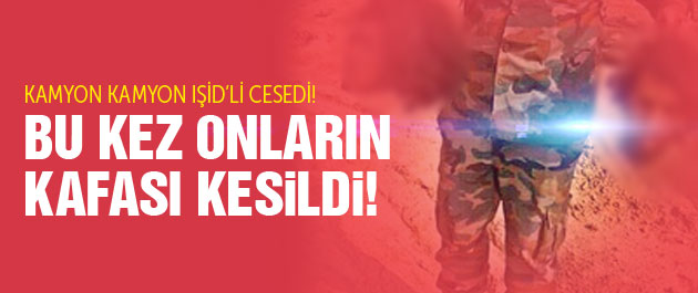 Suriye'den şok fotolar! Kamyonlarda IŞİD cesetleri...