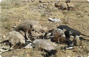 Yahudi Yerleşimci Filistinli Çiftçinin Koyunlarını Zehirledi