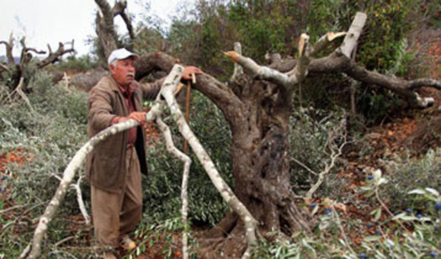 Siyonistler Zeytin Ağaçlarını Telef Etti