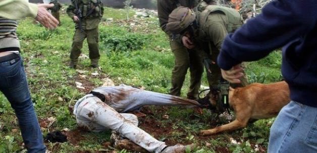 İsrail'in İtleri Aksa'yı Bastı !