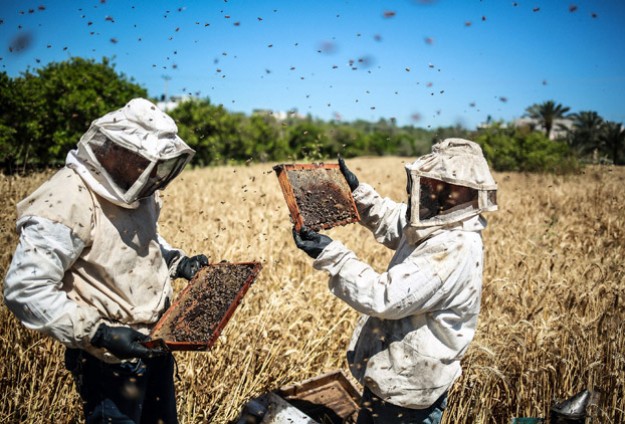 İsrail Saldırıları Gazze'deki Arıcılığı da Vurdu