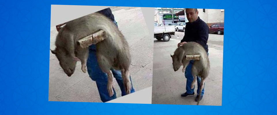 Sakarya'yı dev fareler bastı