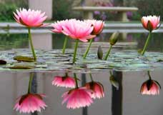 Aile Reisi Olarak Hz. Peygamber (s.a.v.)