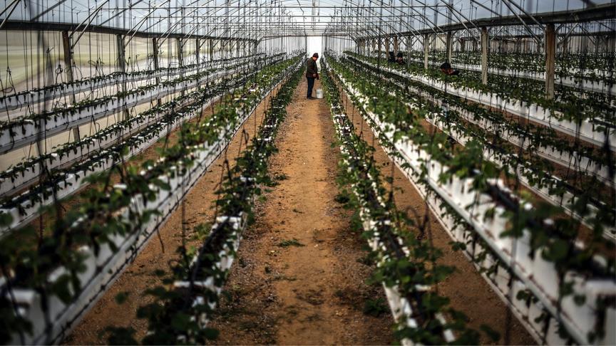 Gazze'de Çilek Yetiştiriciliği Gelişiyor