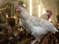 Türkiye'de kuş gribi kabusu bitti