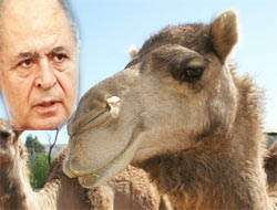 Vakit, Sezer için deve kesecek