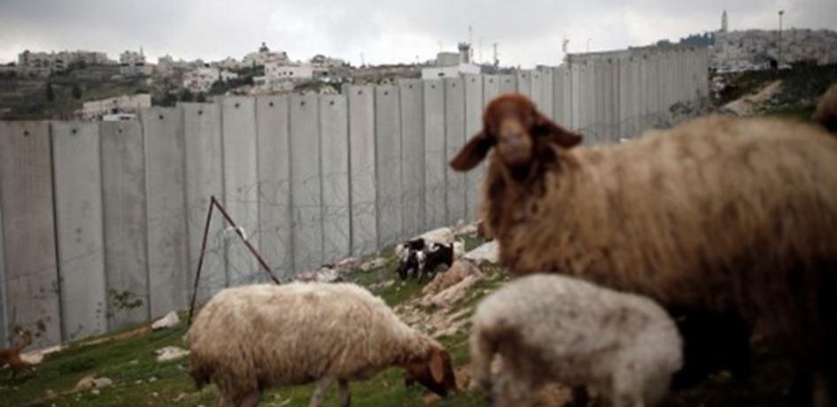 Siyonistler Koyunu Gözaltına Aldı