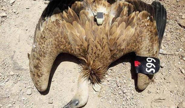 Suriye'de  Casus Kuş Yakalandı