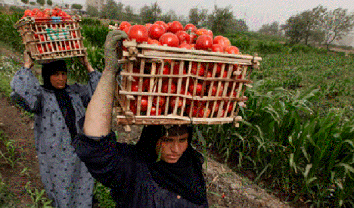 Körfez Ülkeleri 'Mısır'ın Tarım Ürünleri Yasağını' Kaldırdı
