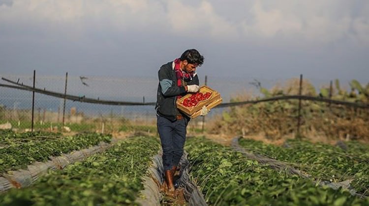 Gazze'de Kimyasal Madde Alarmı