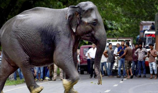 Müslümanları Fillerle Ezdiler