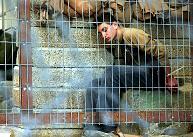 48 Asker Serbest Bırakıldı