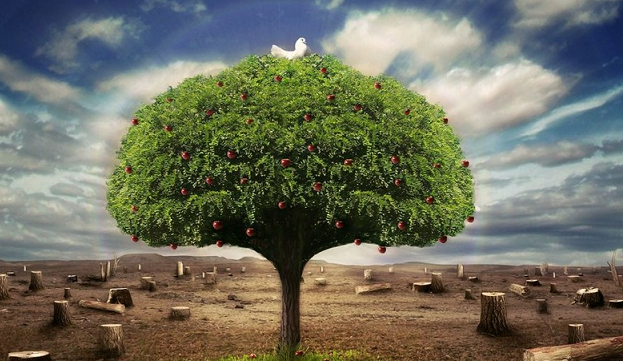 Siyonist Yerleşimciler, Ağaçları Yaktı