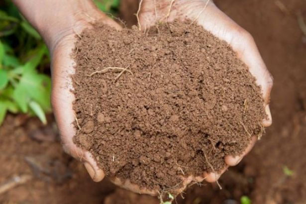Ölmüş İnsan Bedeninden Gübreye  Onay !