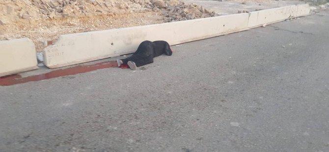 İşgalci Askerler Müslüman Kadını Vurdu