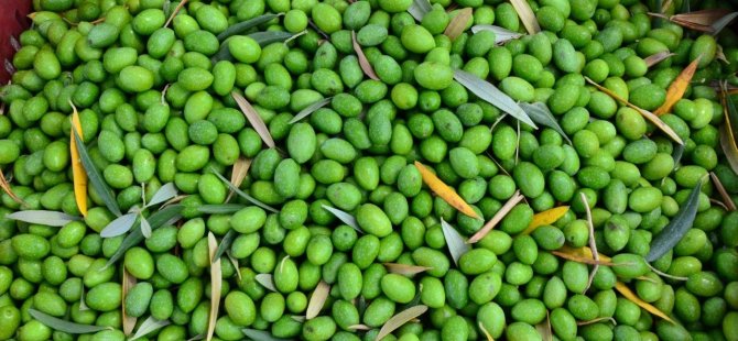 Zeytin Hasadı Başlarken