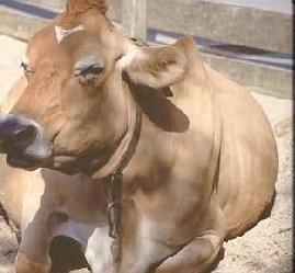 İnek İdrarı Coco-Cola'ya Rakip Oldu