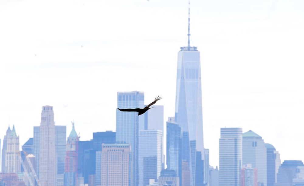 New York'ta Akbabalar Ceset Kokusuna Geldi