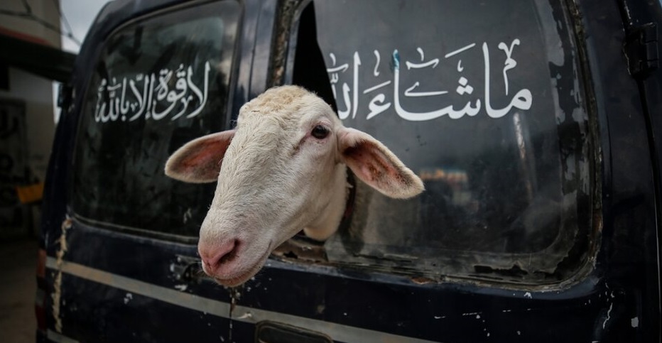 Gazze'de Kurban Bayramı Hazırlığı(FOTO)