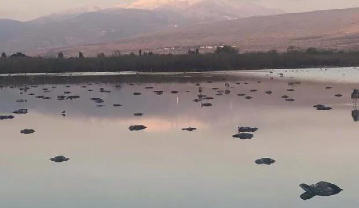 Korsan Devlet İsrail'de Kuş Giribi Alarmı