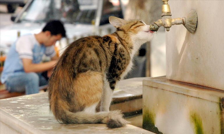 Dünyada 600 Milyon Sokak Hayvanı Bulunuyor