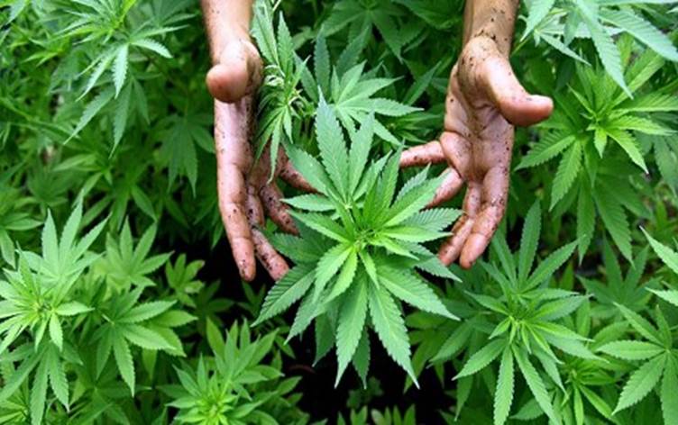 Almanya'dan Esrar Kararı