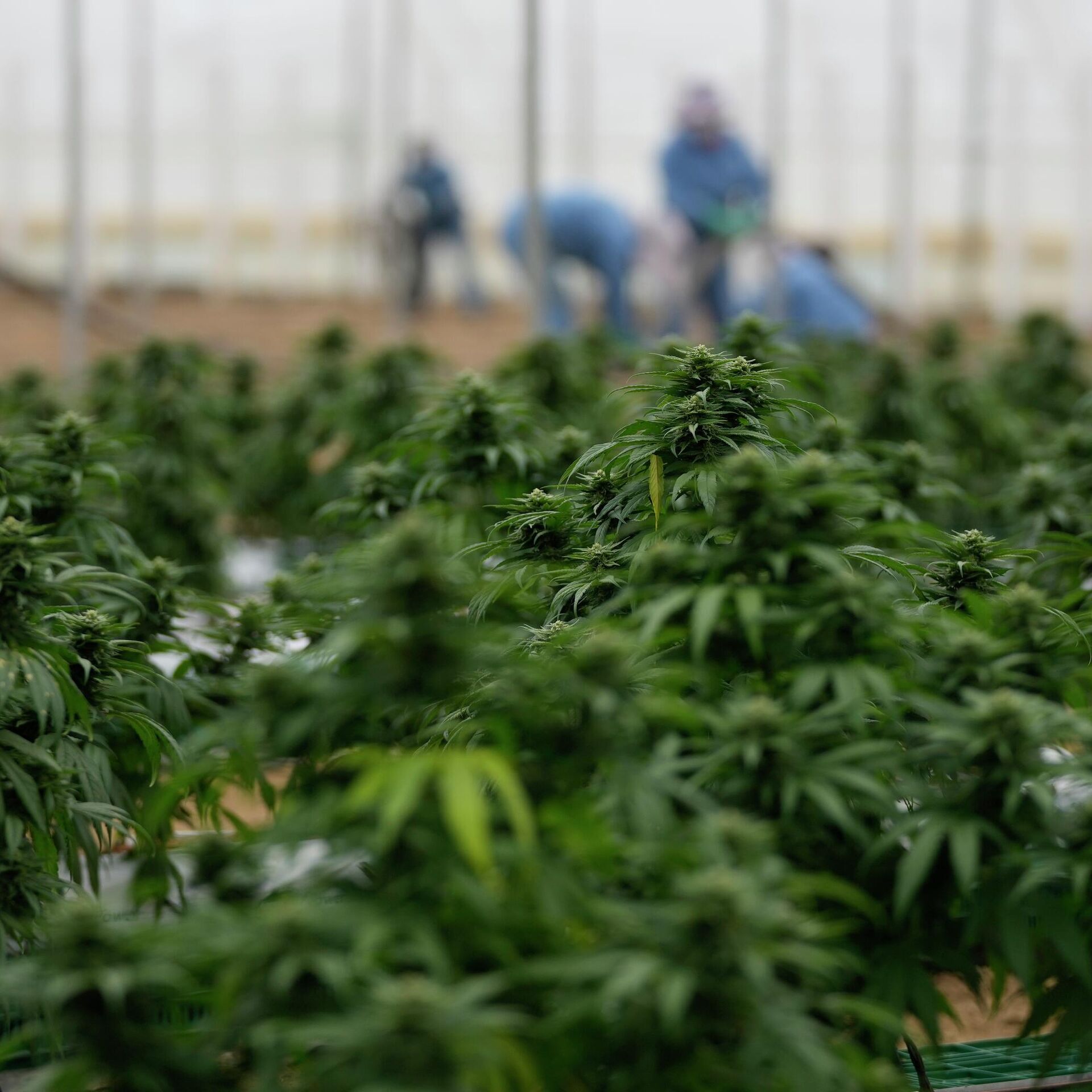 Almanya Esrar Tüketimini Yasallaştırıyor