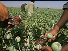 Afganistan'da afyon ekimi 'patladı'