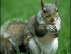 İran'da casus sincaplar!