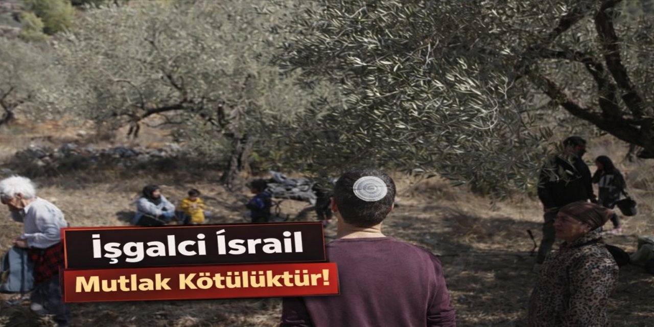 Siyonist yerleşimciler Ramallah'ta 200 zeytin ağacını kökünden söktü.