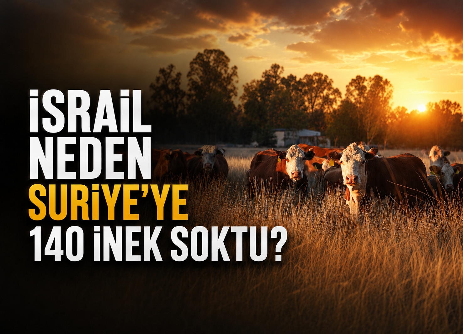 ''israil'' neden Suriye'ye 140 inek soktu?