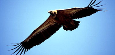 Suud'ta Casus Akbaba!