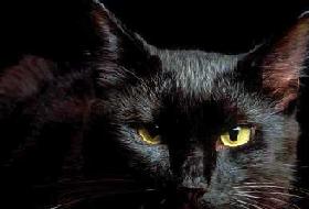 İtalya'da Yine 60 Bin Siyah Kedi Katledildi