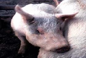 Domuz Eti Yedi Delirdi