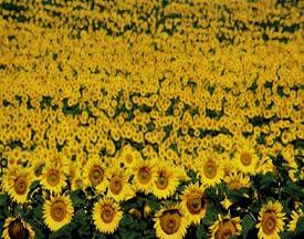 Susuz ayçiçeği üretildi