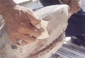 ABD'nin Yeni Komplosu; Köpekbalığı