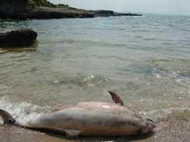 ABD Casus Olarak Yunusları Kullanıyor